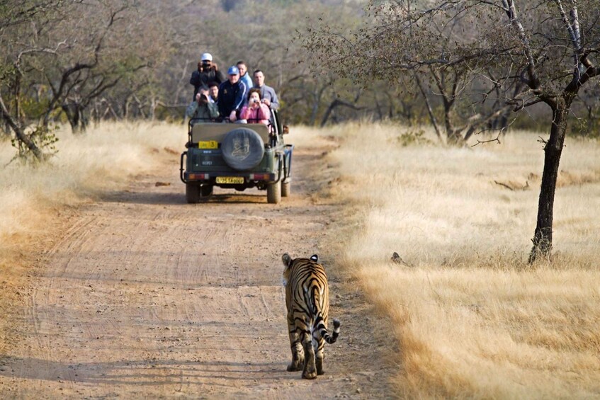 Picture 3 for Activity From Jaipur : 2 Days 1 Night Ranthambore Tiger Safari Tour