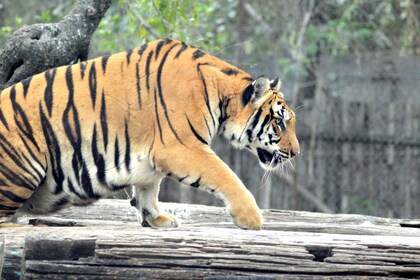 Vanuit Jaipur: 2 Dagen 1 Nacht Ranthambore Tijgersafari Tour