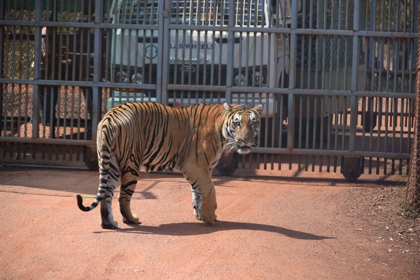 Picture 7 for Activity From Jaipur : 2 Days 1 Night Ranthambore Tiger Safari Tour