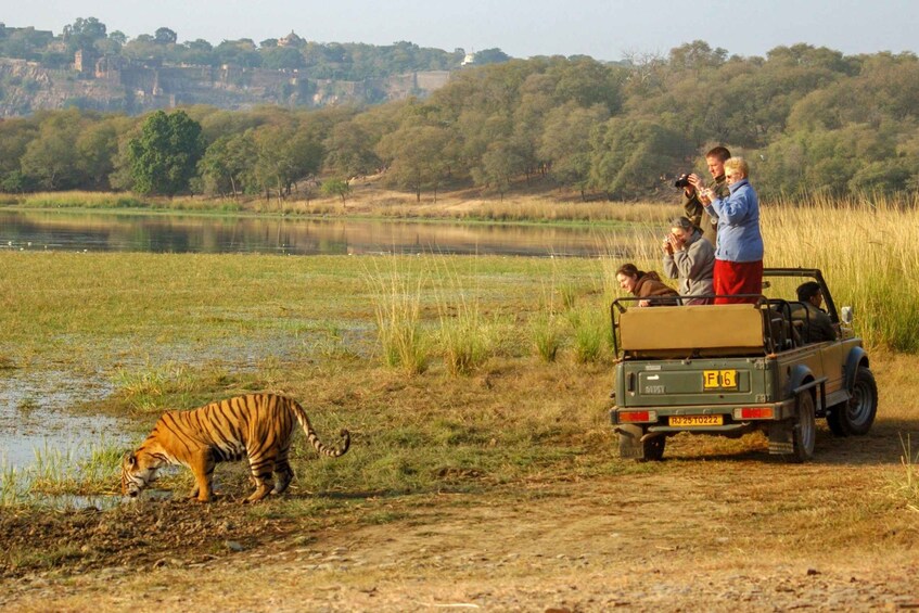 Picture 1 for Activity From Jaipur : 2 Days 1 Night Ranthambore Tiger Safari Tour