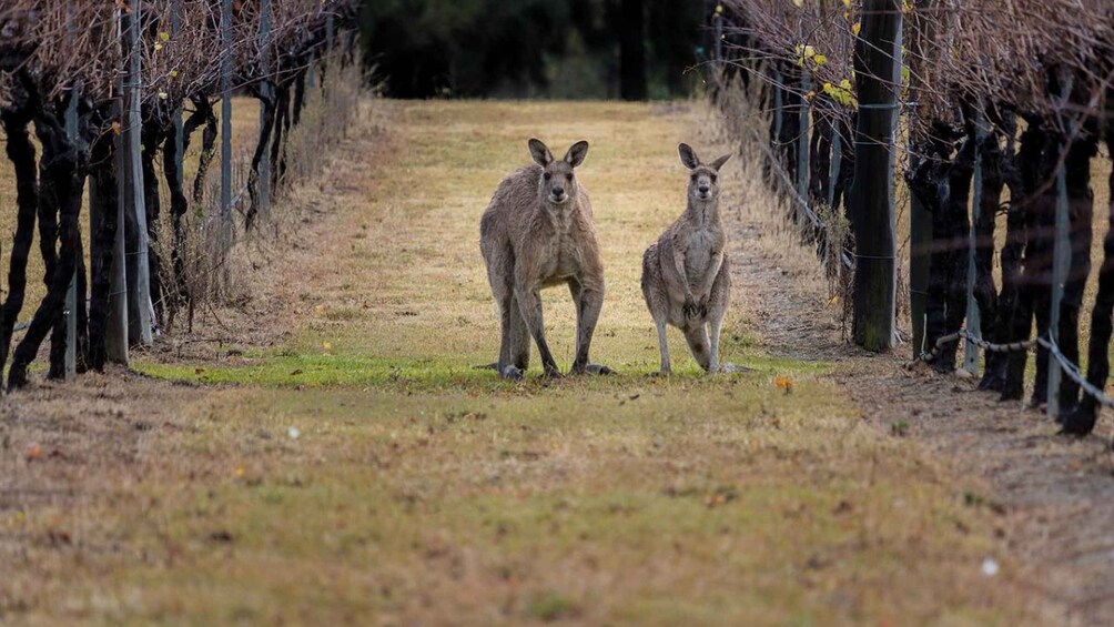 Picture 2 for Activity From: Sydney - Hunter Valley Wine Tasting Guided Day Tour