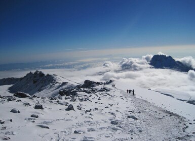 7 Days Lemosho Route Climb Kilimanjaro