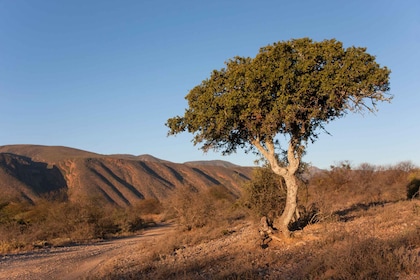 Hankey: Baviaanskloof Full-Day Guided Safari Trip with Lunch