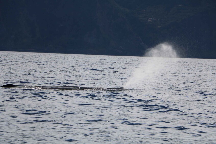 Picture 4 for Activity From Porto Moniz: Whale and Dolphin Watching Tour in Madeira
