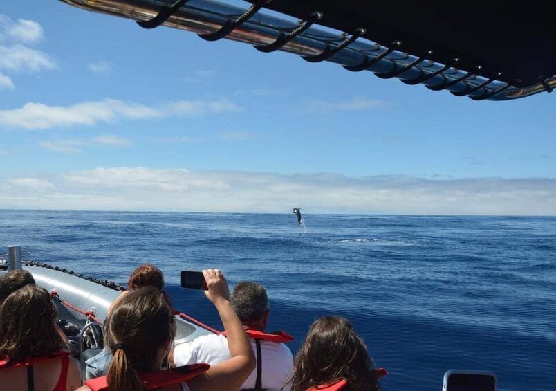 Picture 6 for Activity From Porto Moniz: Whale and Dolphin Watching Tour in Madeira