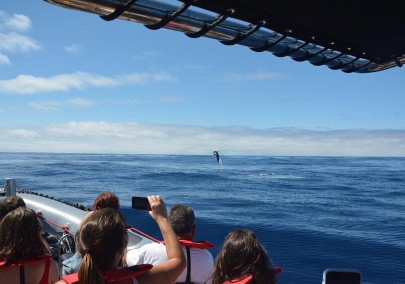 Picture 6 for Activity From Porto Moniz: Whale and Dolphin Watching Tour in Madeira