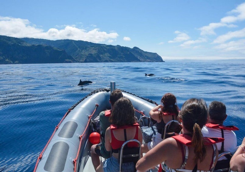 Picture 3 for Activity From Porto Moniz: Whale and Dolphin Watching Tour in Madeira