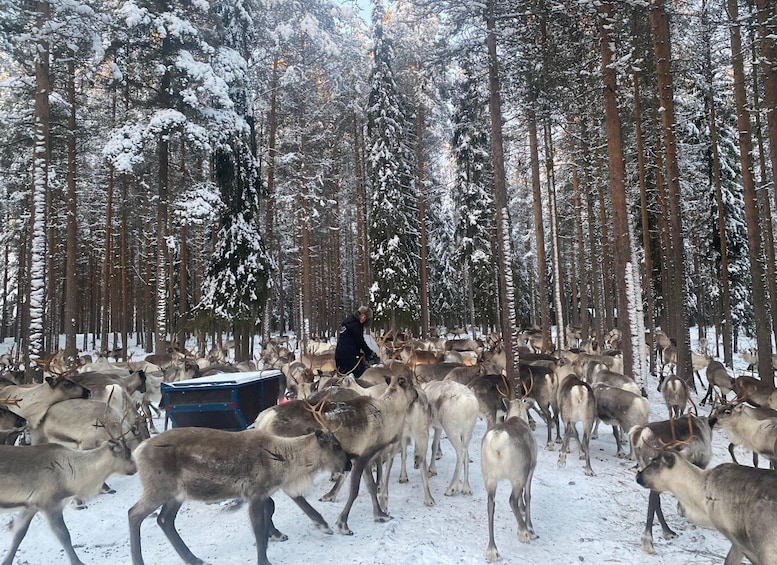 Picture 5 for Activity Rovaniemi: Santa Claus Village Tour Huskies & Reindeer Visit