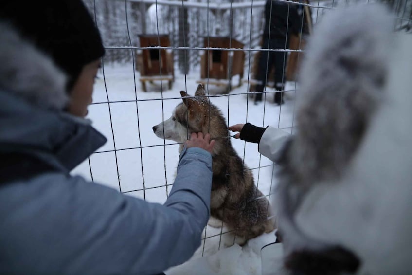 Picture 4 for Activity Rovaniemi: Santa Claus Village Tour Huskies & Reindeer Visit