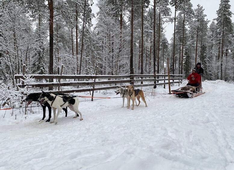 Picture 6 for Activity Rovaniemi: Santa Claus Village Tour Huskies & Reindeer Visit