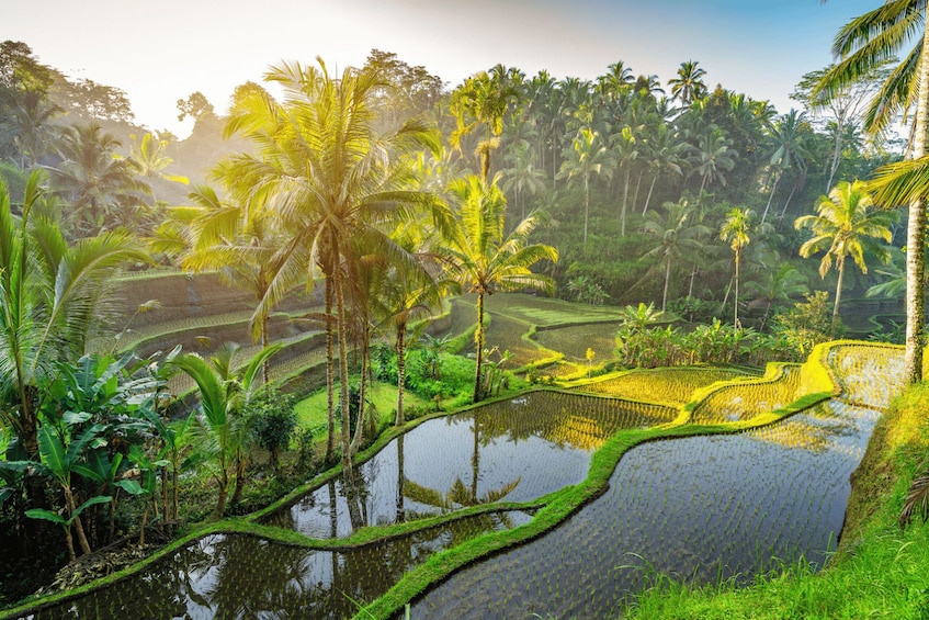 Picture 4 for Activity Ubud: Highlight Tour with Holy Bathing at Tirta Empul Temple