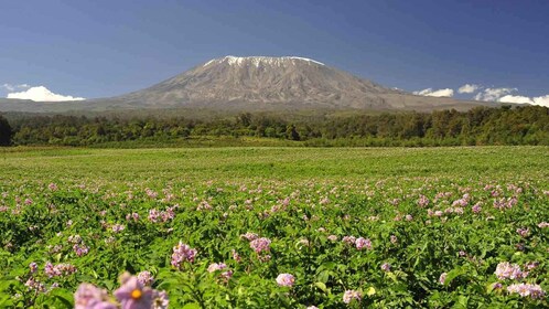 Excursión de un día completo a la vida silvestre de Serval y a las aguas te...