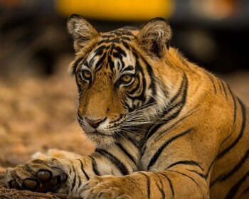 Von Jaipur aus: Übernachtung Ranthambore Tiger Safari Private Tour