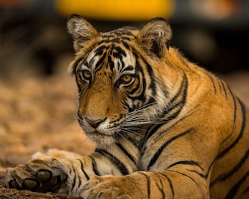 De Jaipur : Nuit Ranthambore Tiger Safari Visite privée