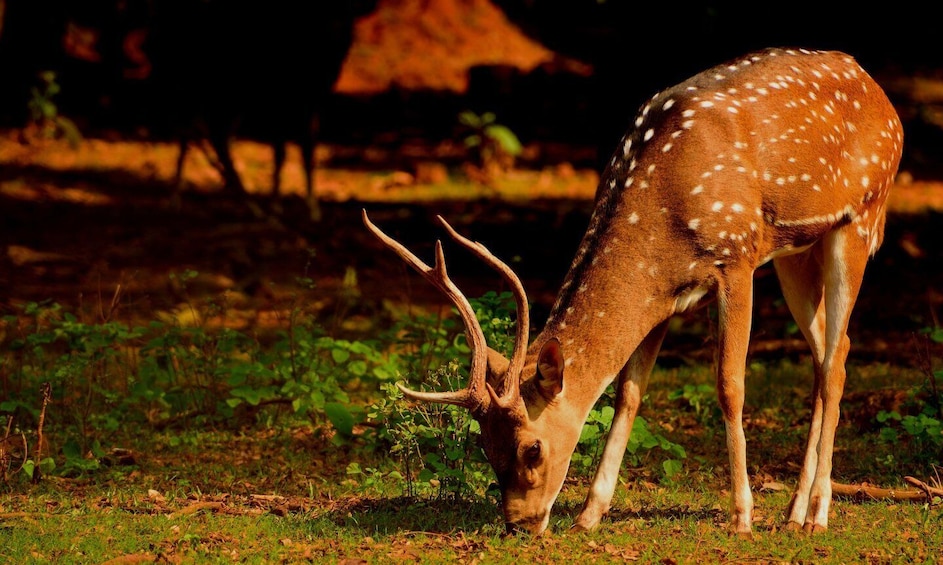 Picture 2 for Activity From Jaipur: Overnight Ranthambore Tiger Safari Private Tour