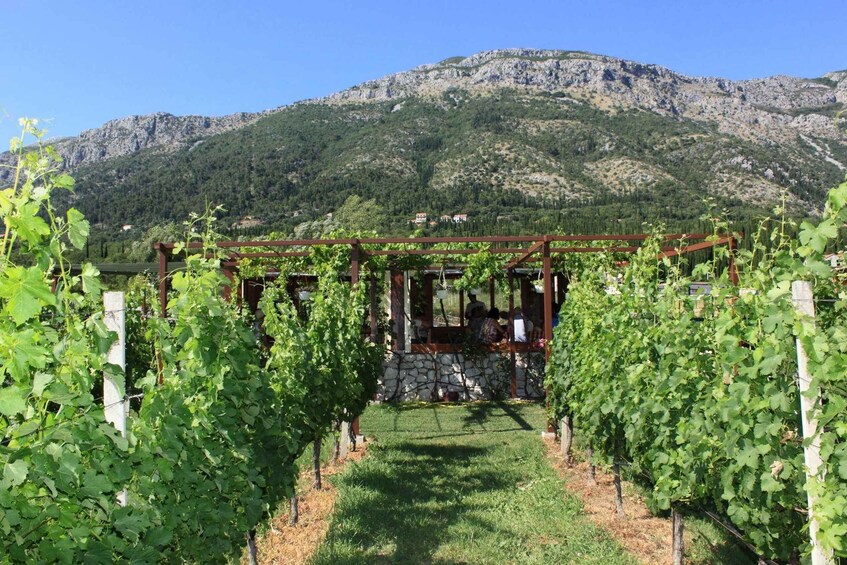 Picture 11 for Activity Wine Lover's Tour from Dubrovnik