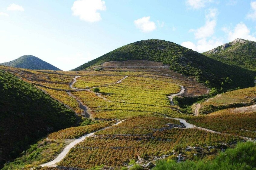 Picture 15 for Activity Wine Lover's Tour from Dubrovnik