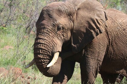 Addo Elephant Park Tours. Full Day