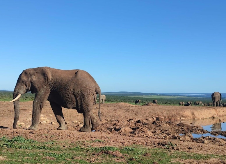 Picture 6 for Activity Addo Elephant Park Tours .