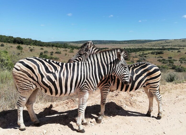 Picture 7 for Activity Addo Elephant Park Tours. Full Day