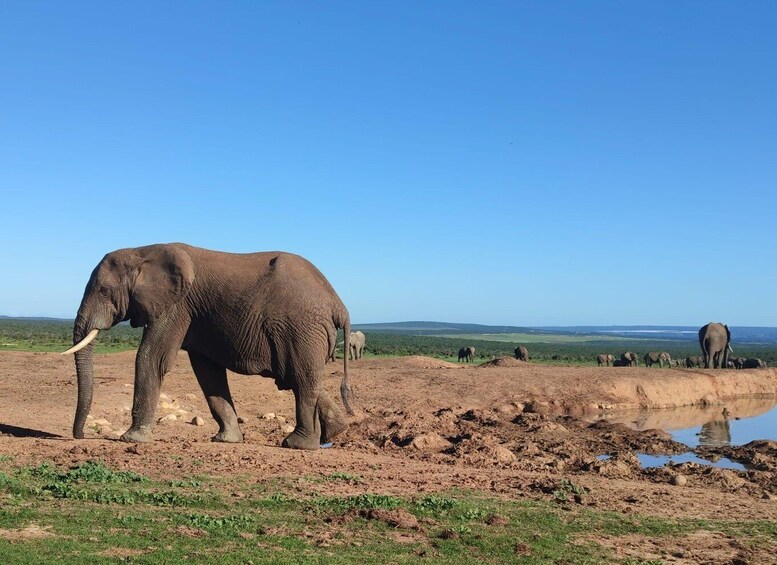 Picture 6 for Activity Addo Elephant Park Tours .