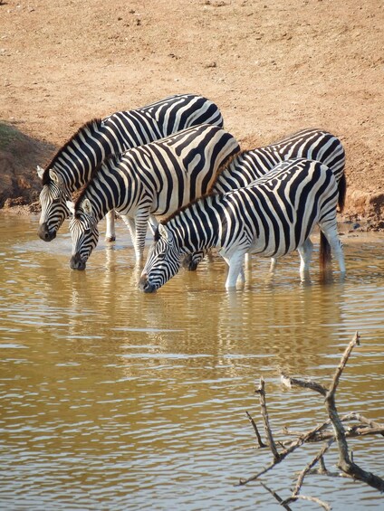 Picture 2 for Activity Addo Elephant Park Tours .