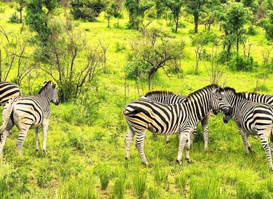 จากโจฮันเนสเบิร์ก: 5 วัน - Joburg พร้อม Kruger 3 วัน Safari