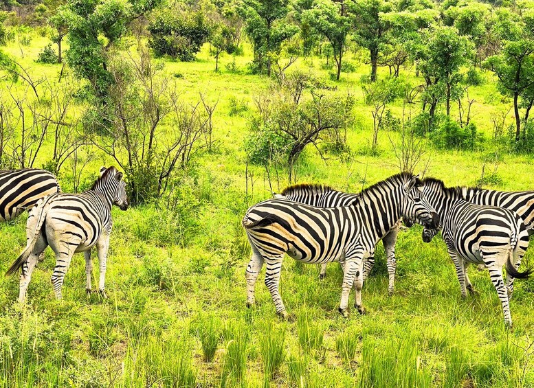 From Johannesburg: 5 Day-Joburg with Kruger 3 Day Safari