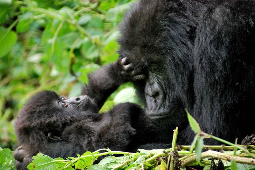 Picture 1 for Activity Kigali: 6-Day Mountain Gorilla, Wildlife and Chimpanzee Trek