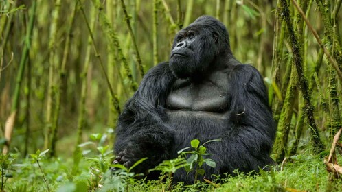 Kigali: 6-Day Mountain Gorilla, Wildlife and Chimpanzee Trek