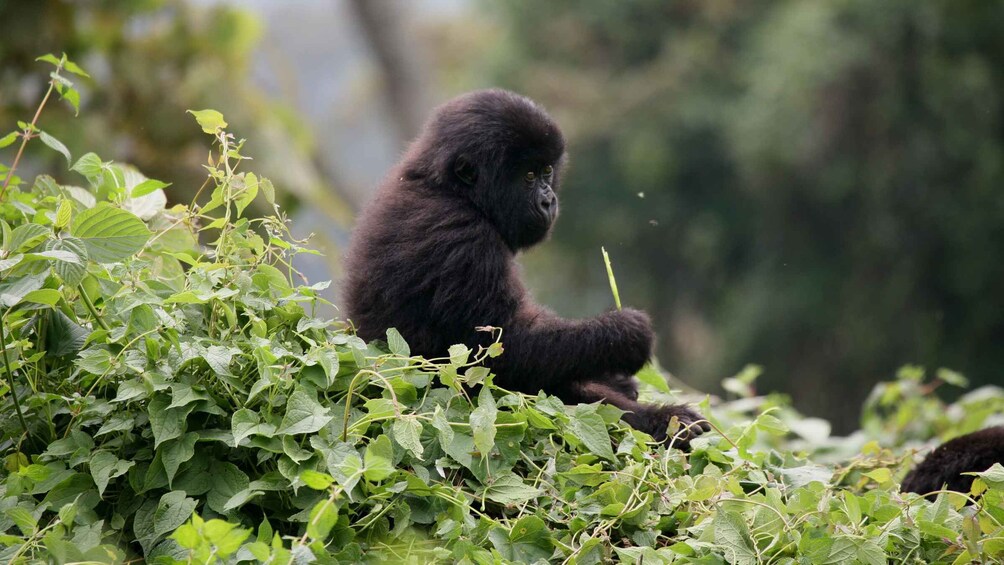 Picture 2 for Activity Kigali: 6-Day Mountain Gorilla, Wildlife and Chimpanzee Trek