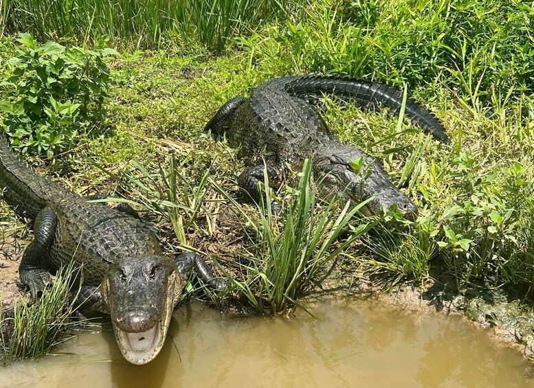 Picture 2 for Activity New Orleans: Oak Alley or Laura Plantation & Airboat Tour