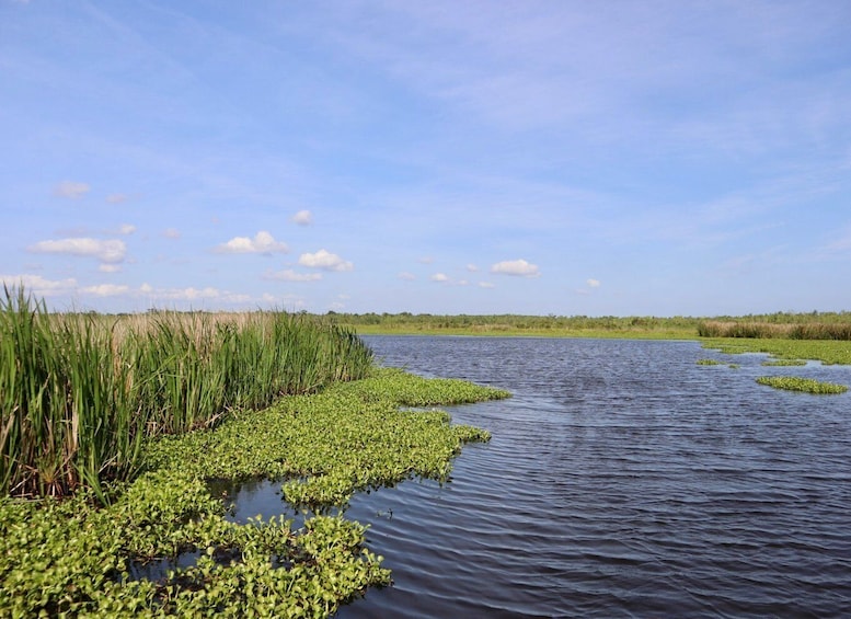 Picture 3 for Activity New Orleans: Oak Alley or Laura Plantation & Airboat Tour