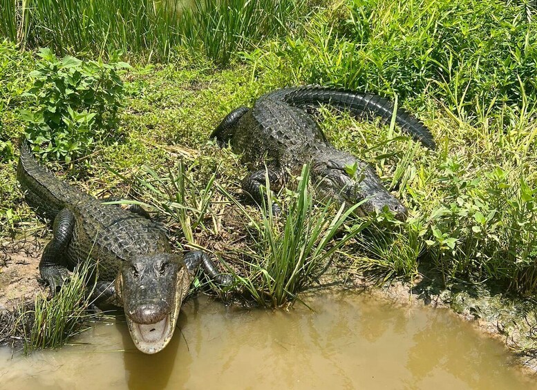 Picture 2 for Activity New Orleans: Oak Alley or Laura Plantation & Airboat Tour