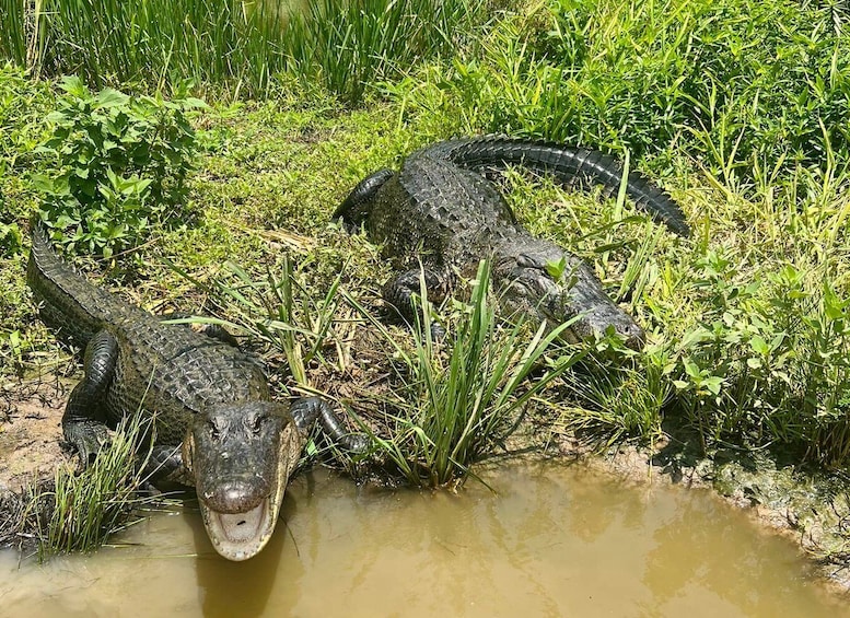 Picture 2 for Activity New Orleans: Oak Alley or Laura Plantation & Airboat Tour