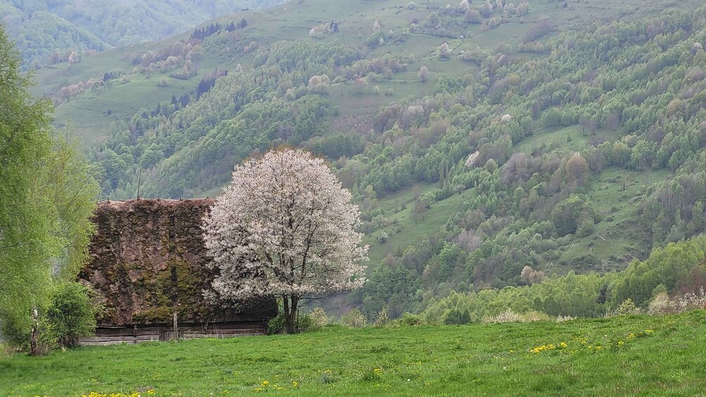 Picture 12 for Activity From Cluj-Napoca: Apuseni Mountains Hiking Guided Day Tour