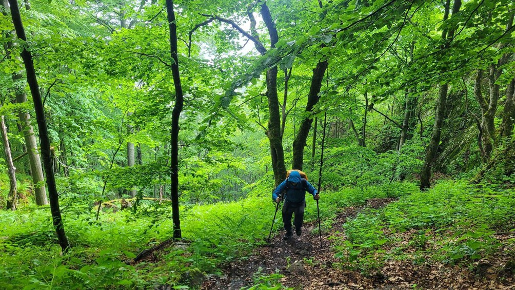 Picture 4 for Activity From Cluj-Napoca: Apuseni Mountains Hiking Guided Day Tour