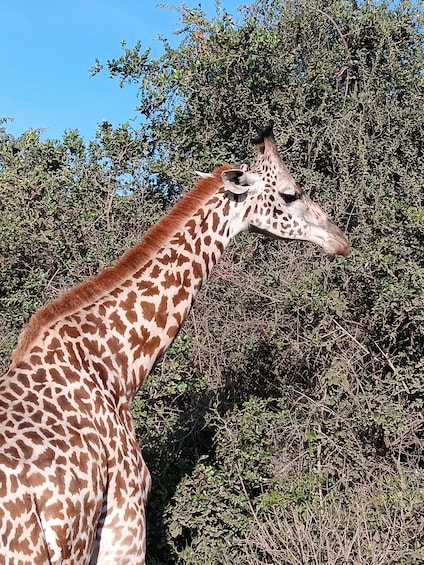 Picture 5 for Activity From Nairobi: Nairobi National Park Group Tour