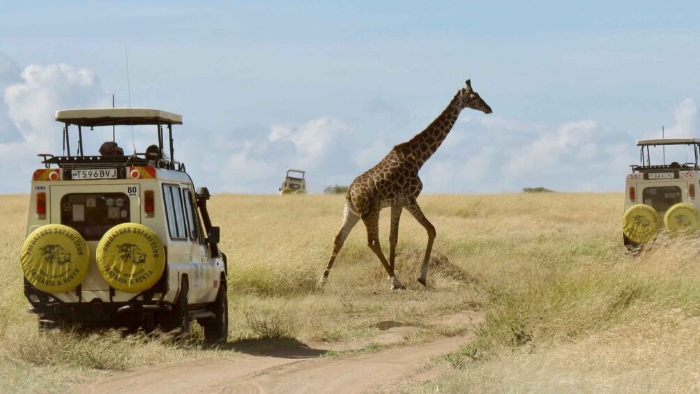 Picture 1 for Activity From Nairobi: Nairobi National Park Group Tour