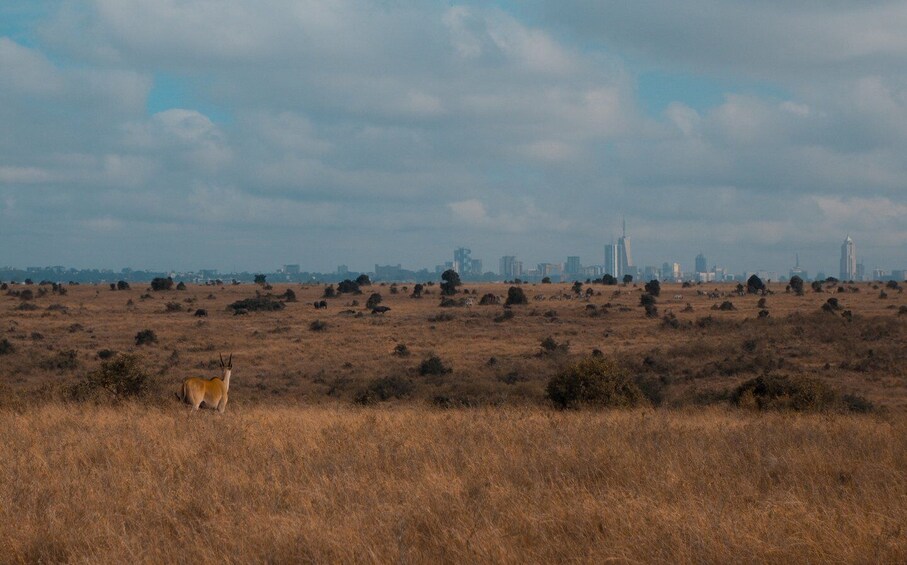 Picture 3 for Activity From Nairobi: Nairobi National Park Group Tour