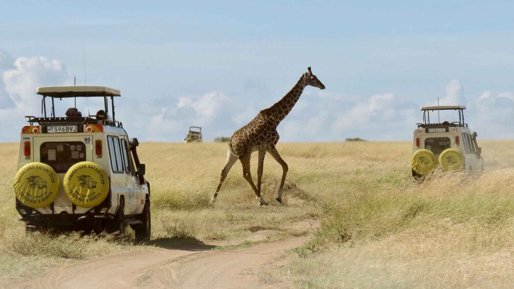 Picture 1 for Activity From Nairobi: Nairobi National Park Group Tour