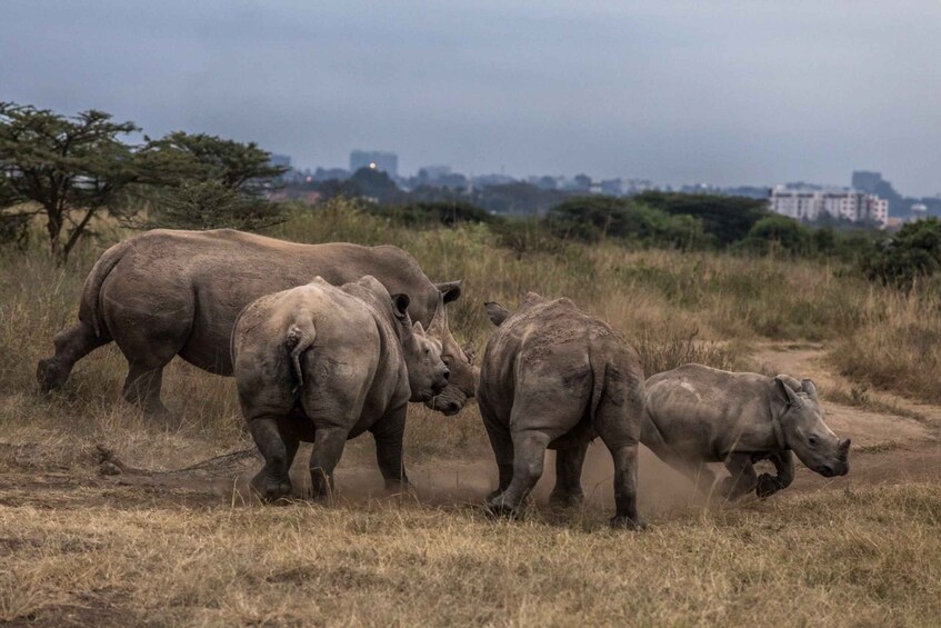 Picture 4 for Activity From Nairobi: Nairobi National Park Group Tour