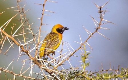 13 Days Uganda Birding, Gorilla, Chimpanzee & Game viewing