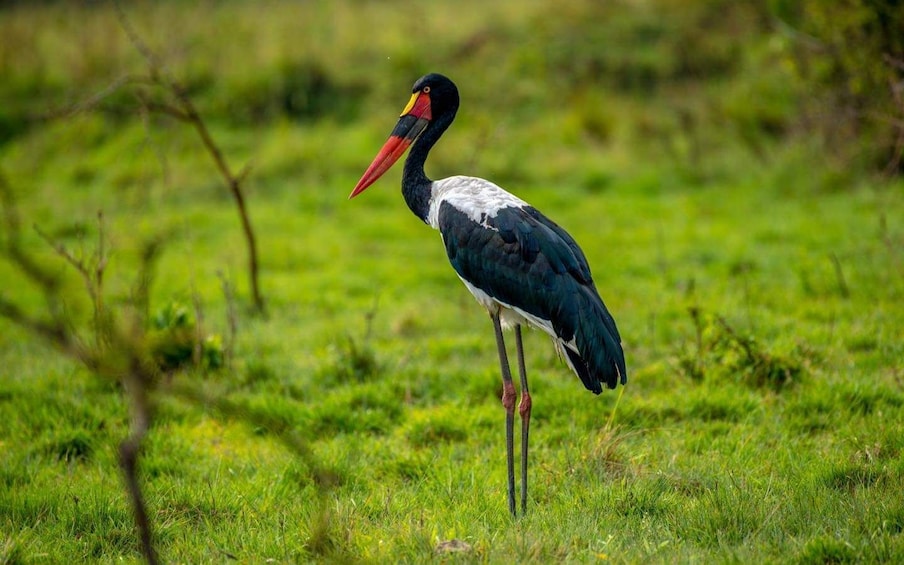 Picture 1 for Activity 13 Days Uganda Birding, Gorilla, Chimpanzee & Game viewing