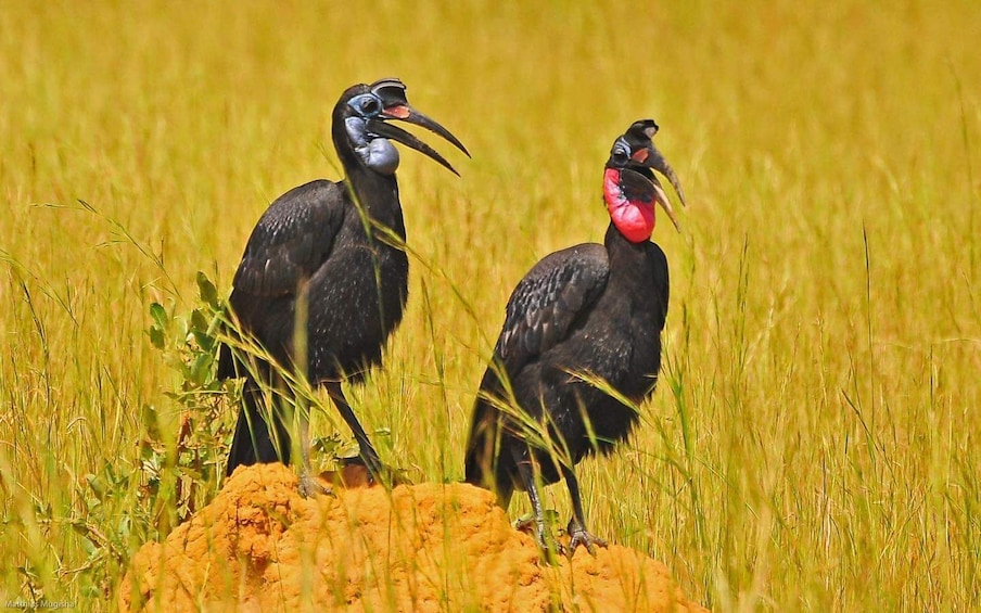 Picture 6 for Activity 13 Days Uganda Birding, Gorilla, Chimpanzee & Game viewing