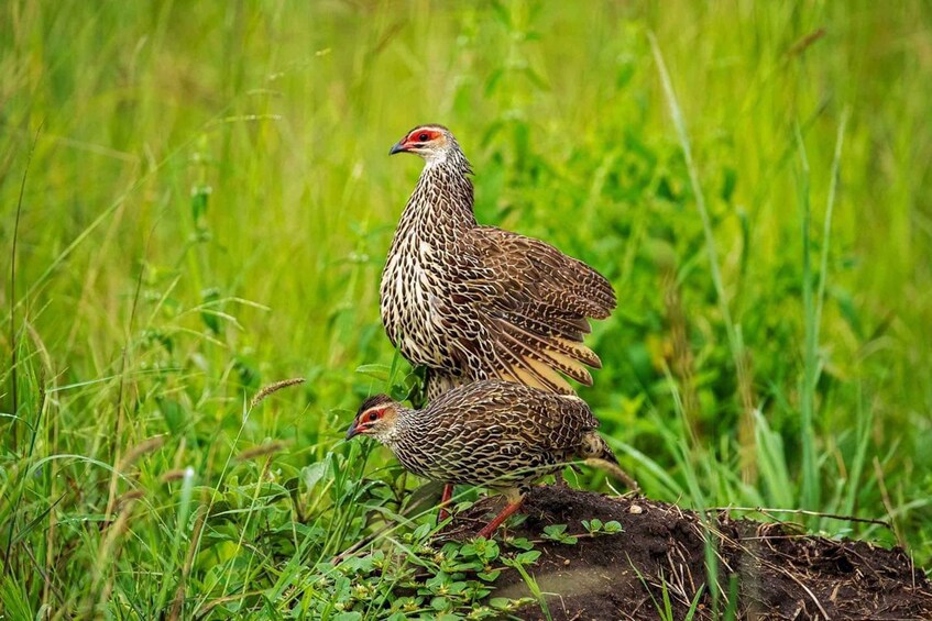 Picture 4 for Activity 13 Days Uganda Birding, Gorilla, Chimpanzee & Game viewing