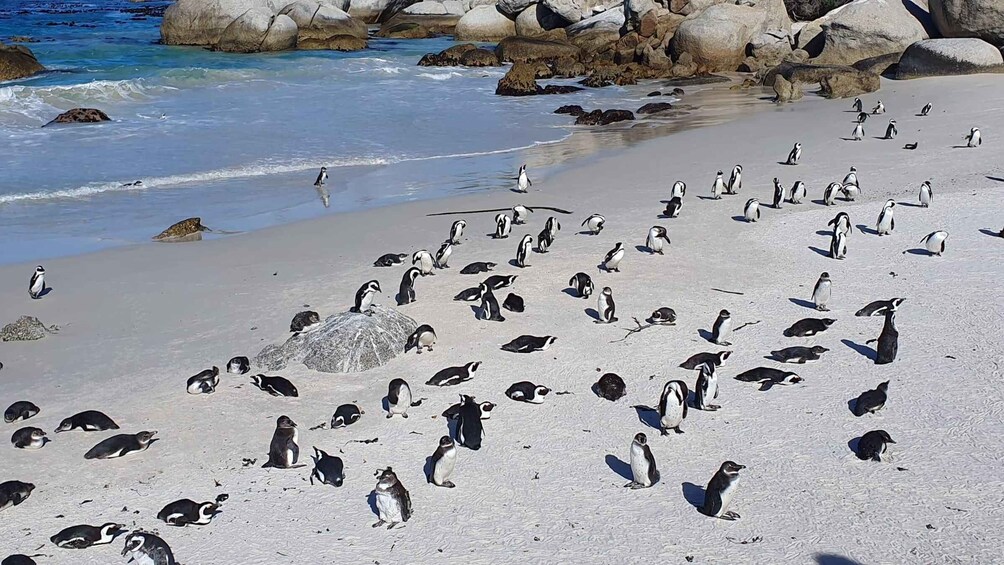 Picture 7 for Activity Cape Town: Table MT, Cape point & Penguins Instagram shared