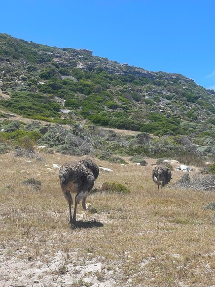 Picture 7 for Activity Cape Town: Table Mountatin & Robben Island Day Tour