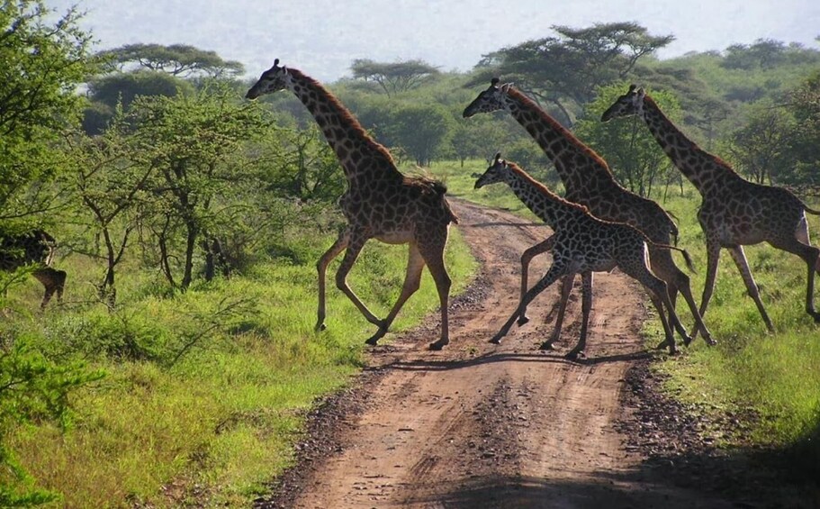 Picture 10 for Activity Phezulu Safari Park 1/2 Day Tour From Durban