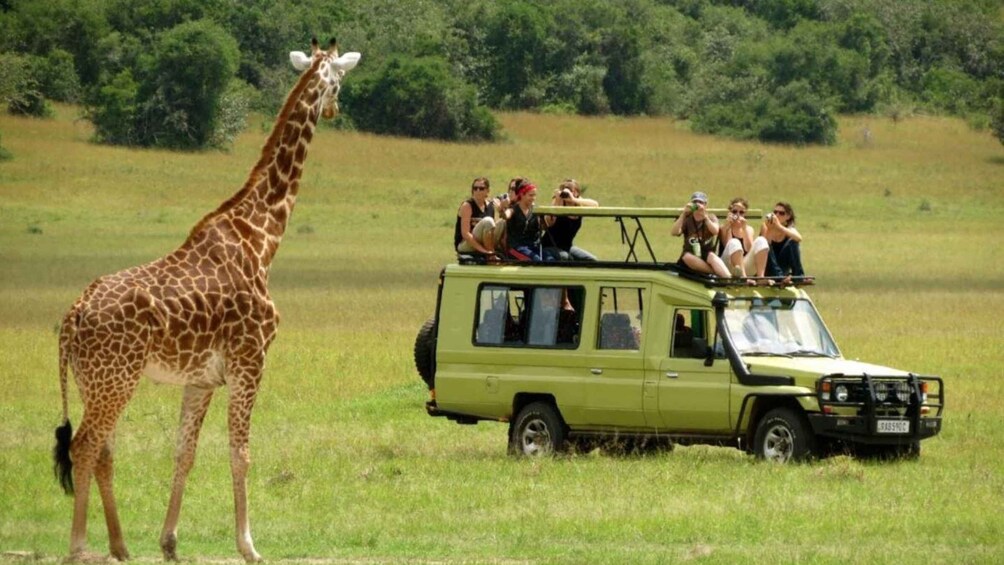 Phezulu Safari Park 1/2 Day Tour From Durban
